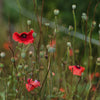 COFFRET DE SEMENCE - COLLECTION ABEILLES ET POLLINISATEURS — par Le nutritionniste urbain